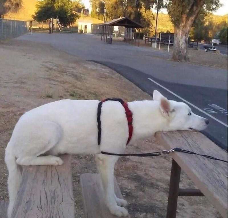 毛孩觀察《能一次表演站著坐著趴著的狗》這不就是我打開電視看奧運時的姿勢嗎XD 毛孩觀察《能一次表演站著坐著趴著的狗》這不就是我打開電視看奧運時的姿勢嗎XD