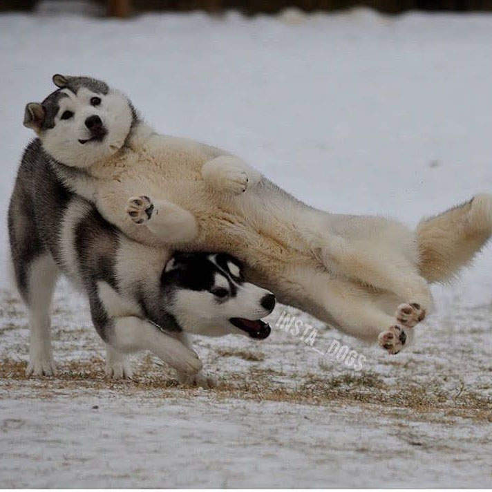 狗界也有綜藝摔《忍住不笑GIF大挑戰》上班在抖不是因為空調太冷，而是這篇太白爛