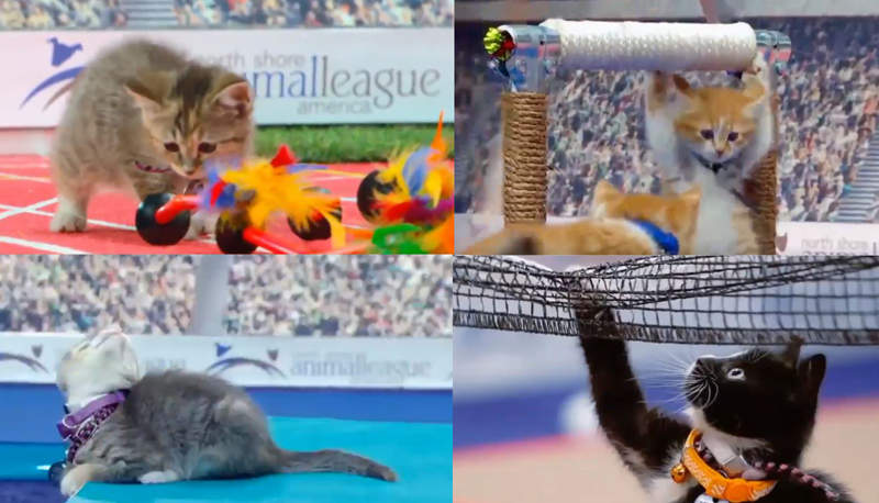 小貓《東京奧運》代表喵星出賽?選手顏值太犯規,秒圈粉! 小貓《東京奧運》代表喵星出賽?選手顏值太犯規,秒圈粉!