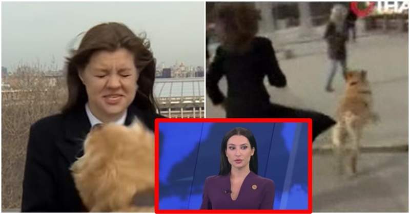 《女記者出外景直播》狗狗亂入搶麥　她狂奔追狗超爆笑