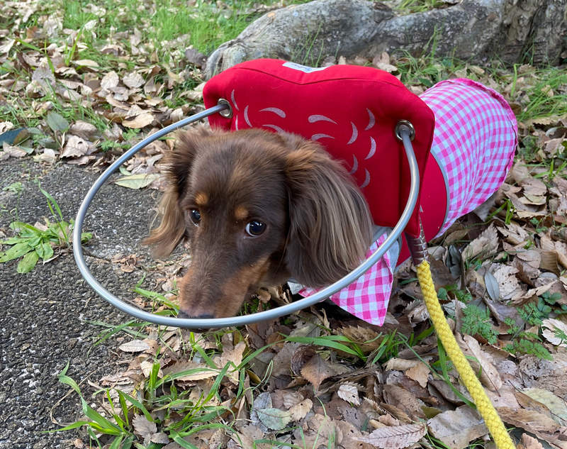 《拯救盲犬下半輩子的神器》狗狗失明以後都不敢走路 多虧有了導盲圈讓牠重拾自信 《拯救盲犬下半輩子的神器》狗狗失明以後都不敢走路 多虧有了導盲圈讓牠重拾自信