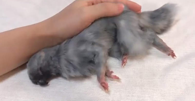 《鳥頭鼠身的謎樣生物》日本網友飼養異世界寵物嚇壞眾人 竟然是栩栩如生的幻想動物 《鳥頭鼠身的謎樣生物》日本網友飼養異世界寵物嚇壞眾人 竟然是栩栩如生的幻想動物