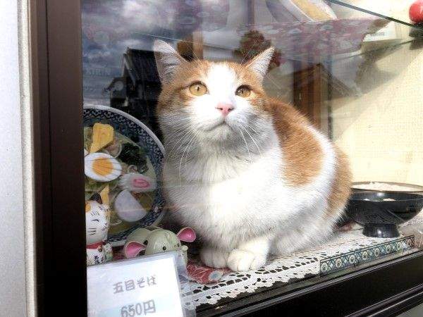 《玻璃櫥窗與貓》讓人覺得〝絕景感〞滿點的漂亮畫面