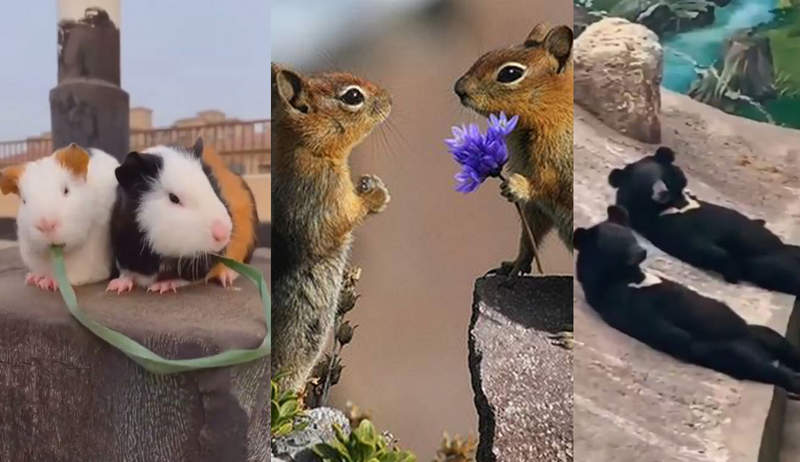 《七夕情人節》野外高調放閃，連動物都有對象可以約會…