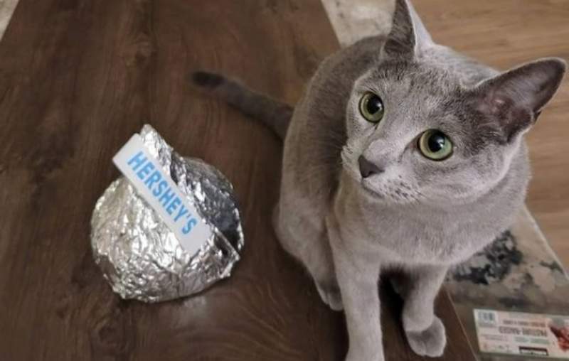 是誰把貓咪縮小了？《巨大版HERSHEY’S巧克力》快比人頭還要大　成為韓國人IG打卡新花招