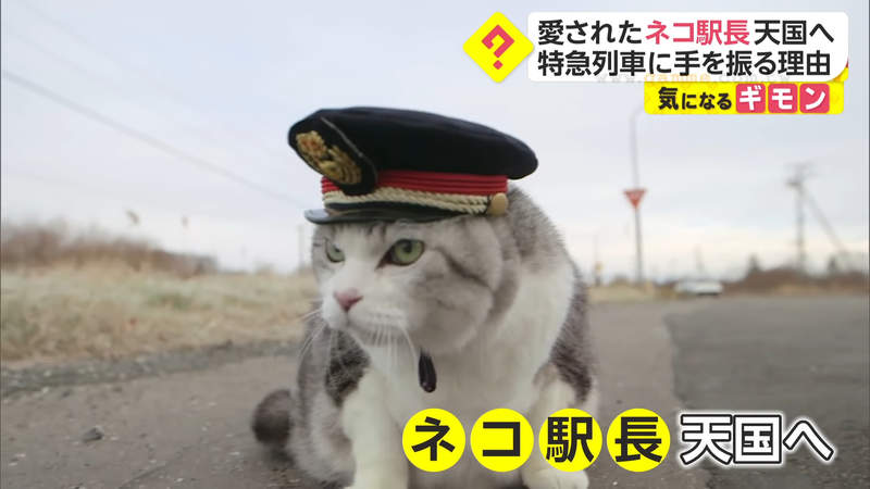 《北海道追分車站貓站長過世》天天散步減肥的Choboko 粉絲難忘戴著站長帽揮手的牠 《北海道追分車站貓站長過世》天天散步減肥的Choboko 粉絲難忘戴著站長帽揮手的牠