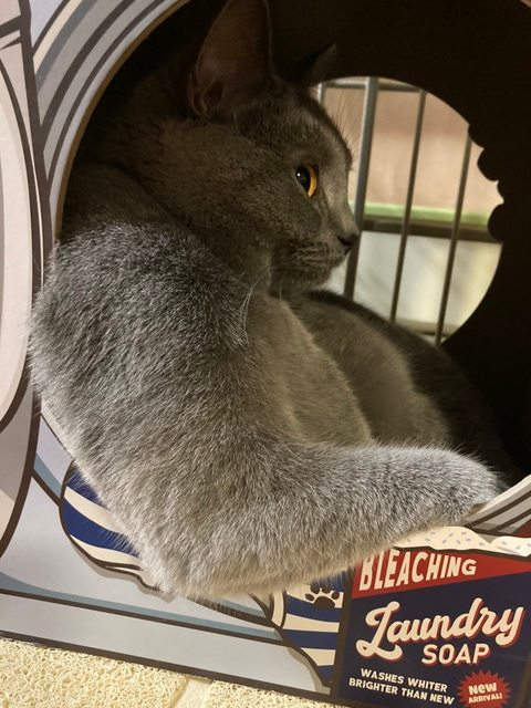 網友分享《發現了一隻氣場了不得的貓》整理了最近網路上關於喵星人的趣圖給大家 網友分享《發現了一隻氣場了不得的貓》整理了最近網路上關於喵星人的趣圖給大家