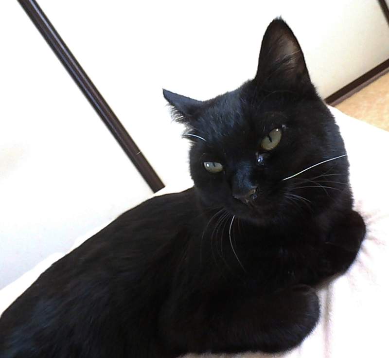 《貓咪走丟的奇妙經歷》愛貓小黑意外失蹤飼主好心急 拜託流浪貓幫忙竟然真的找到了 《貓咪走丟的奇妙經歷》愛貓小黑意外失蹤飼主好心急 拜託流浪貓幫忙竟然真的找到了