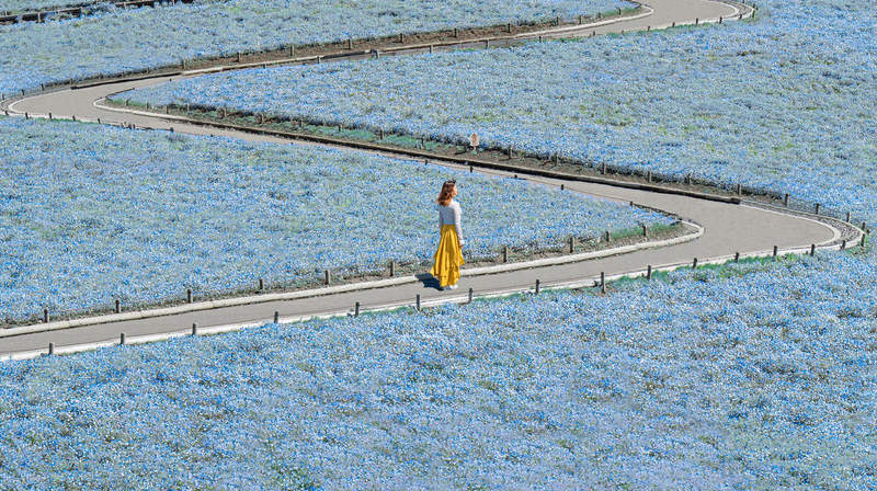 《粉蝶花海美照藏玄機》花季人山人海怎麼拍出沒有路人的照片?攝影師修圖技巧令人瞠目結舌 《粉蝶花海美照藏玄機》花季人山人海怎麼拍出沒有路人的照片?攝影師修圖技巧令人瞠目結舌