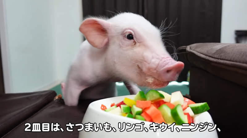 youtube頻道《100天後會被吃的豬》進行到第99天所以再過幾小時豬豬就會GG嗎？