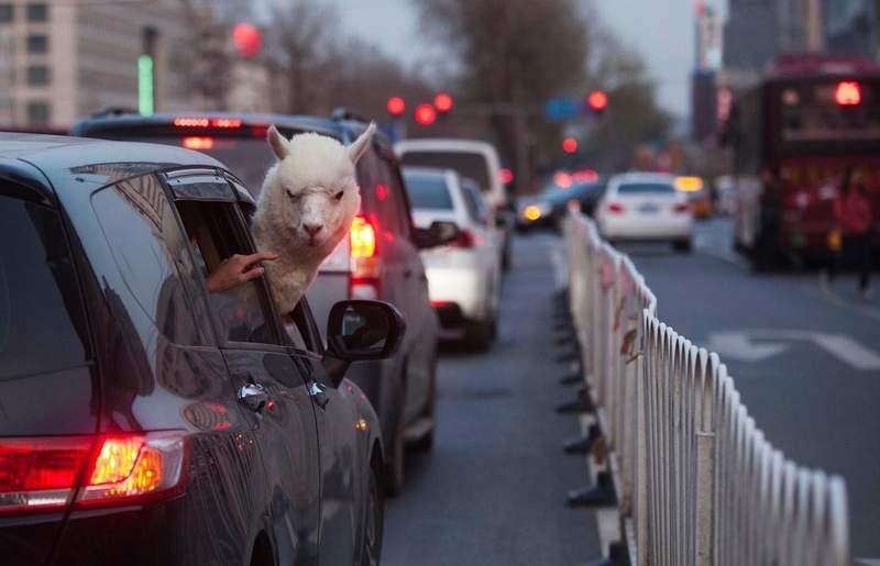 敢超車試試看《搞笑動物照片》人要比車兇這個眼神就對了 敢超車試試看《搞笑動物照片》人要比車兇這個眼神就對了