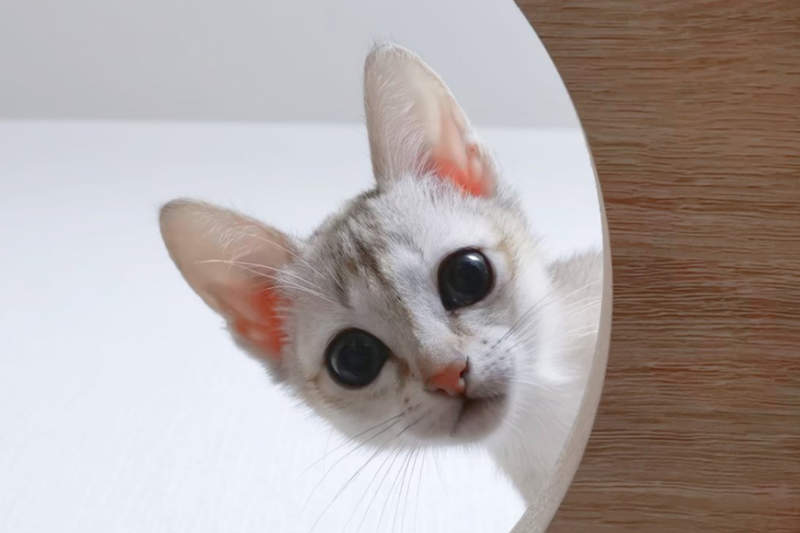 《貓在家中上演失蹤記》原本焦急找不到貓咪，沒想到找到時貓竟然是這副模樣ww