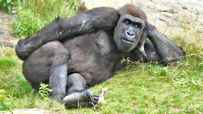 Facebook的AI識別出包，把黑人影片標示為《靈長類動物》，引發軒然大波！