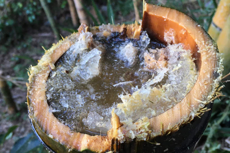 《竹子湧現甜酒冰沙》大自然中生成的天然酒桶,稀有現象引發推特瘋傳... 《竹子湧現甜酒冰沙》大自然中生成的天然酒桶,稀有現象引發推特瘋傳...