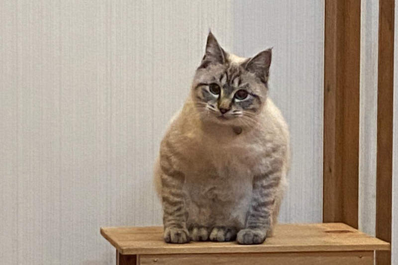 飼主困惑《蹲坐的貓》有如木雕一般的奇怪坐姿,原來是貓常出現的坐姿? 飼主困惑《蹲坐的貓》有如木雕一般的奇怪坐姿,原來是貓常出現的坐姿?