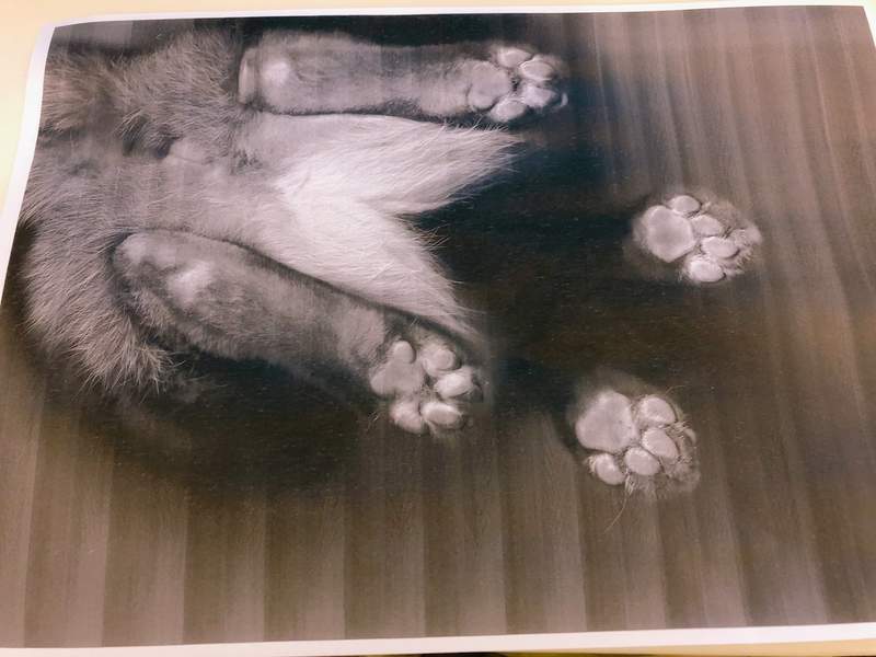 《熱門宅文年度回顧》貓主子就是正義篇 2020推特最熱門貓話題再來被療癒一次❤ 《熱門宅文年度回顧》貓主子就是正義篇 2020推特最熱門貓話題再來被療癒一次❤