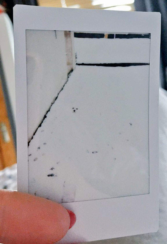 中間有隻狗《無意間造成的擬態效果》有嘛！？喔~仔細看原來真的有(驚)