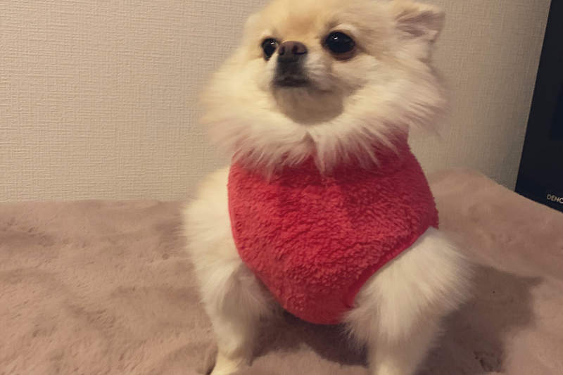 筋肉動物再+1《狗狗試穿新衣》只是穿個衣服就變成雙臂壯碩的雙腳步行動物ww 筋肉動物再+1《狗狗試穿新衣》只是穿個衣服就變成雙臂壯碩的雙腳步行動物ww