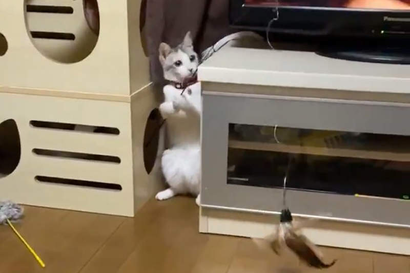 【有片】《貓把逗貓棒當釣竿》站在飼主前巧妙操控逗貓棒,其實是想釣牠主人?ww 【有片】《貓把逗貓棒當釣竿》站在飼主前巧妙操控逗貓棒,其實是想釣牠主人?ww