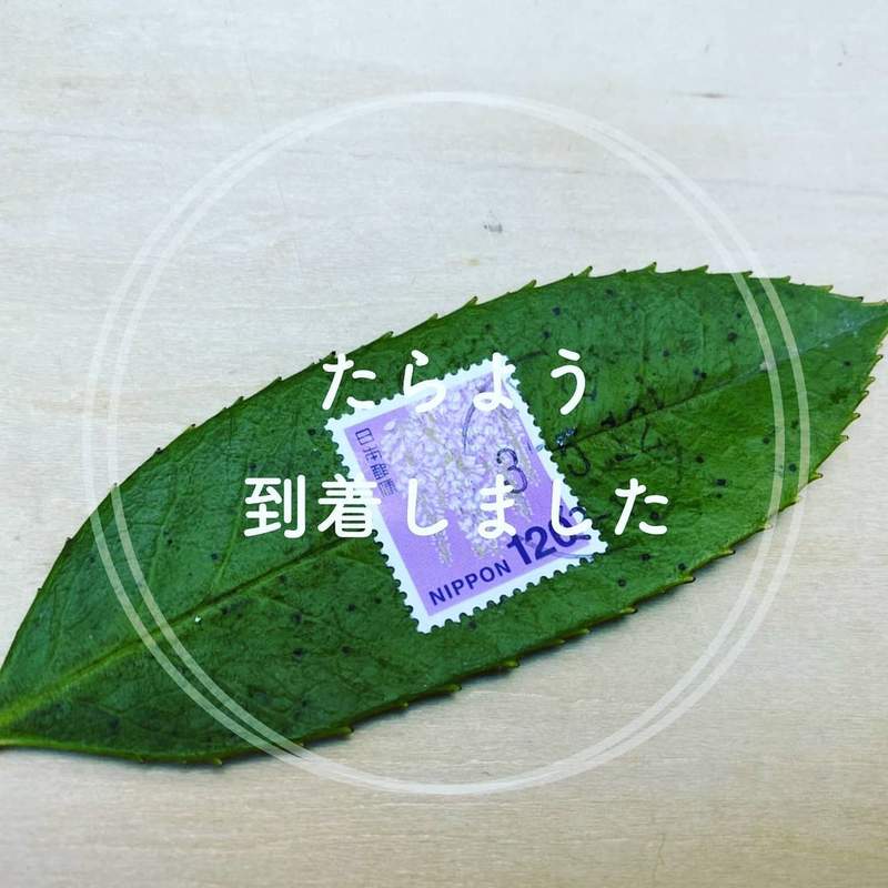 網友實驗《郵票樹葉寄信》寫好地址拿到郵局不知道櫃台會不會傻眼 網友實驗《郵票樹葉寄信》寫好地址拿到郵局不知道櫃台會不會傻眼