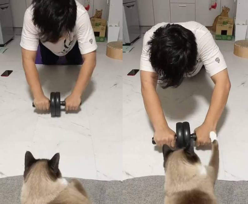 偷懶禁止《貓貓健身教練》運動過程得確實嚴厲是為了你好 偷懶禁止《貓貓健身教練》運動過程得確實嚴厲是為了你好