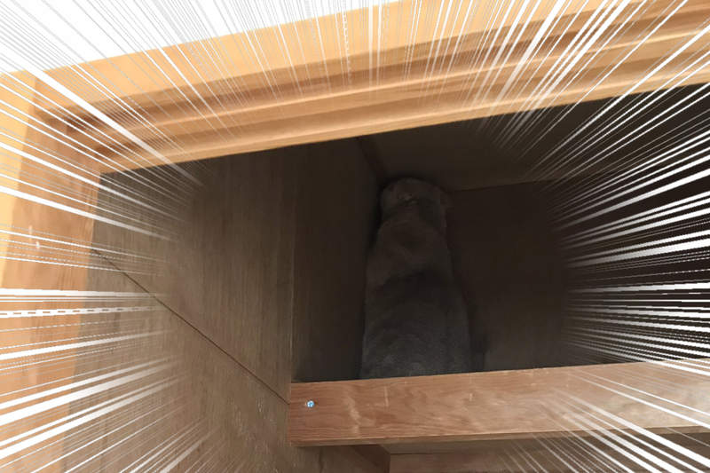 《貓咪面對搬家時的反應》飼主焦急找不到貓，結果竟然和壁櫥完全融為一體ww