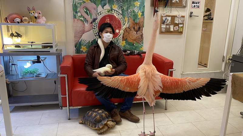 《去動物咖啡廳被紅鶴求愛》情報量過多的一張,意外的珍奇體驗笑翻滑過的推民ww 《去動物咖啡廳被紅鶴求愛》情報量過多的一張,意外的珍奇體驗笑翻滑過的推民ww