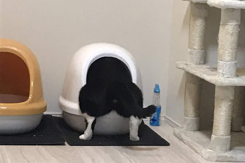 《貓砂盆的錯誤用法》原本只覺得貓的姿勢怪怪,沒想到下一瞬間便便直接落地...(⊙_⊙) 《貓砂盆的錯誤用法》原本只覺得貓的姿勢怪怪,沒想到下一瞬間便便直接落地...(⊙_⊙)