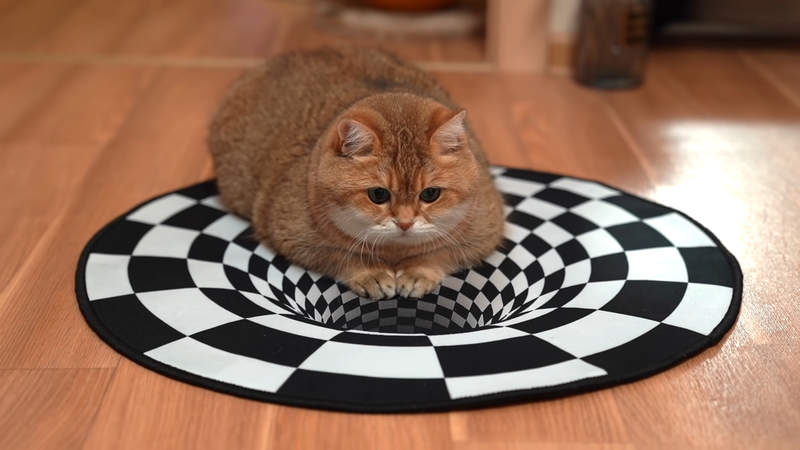 《錯視浮空貓》我家的貓在我的眼前飄起來惹 《錯視浮空貓》我家的貓在我的眼前飄起來惹