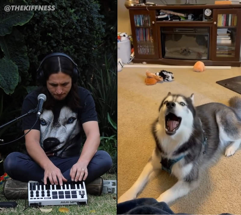 《哈士奇神奇混音》音樂家配上旋律音樂整個都好聽了起來