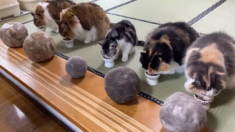 《貓毛球》飼主收集3年份梳毛掉下的貓毛,成就這一貓一球的可愛光景❤ 《貓毛球》飼主收集3年份梳毛掉下的貓毛,成就這一貓一球的可愛光景❤