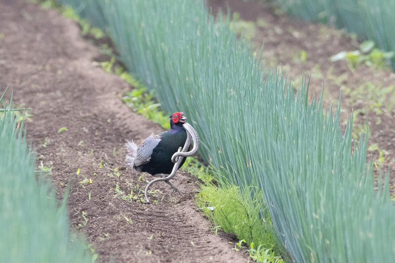 《日本網友直擊雉雞捕蛇》證實古人畫畫不是隨便畫 終於知道為什麼桃太郎要帶牠上路了