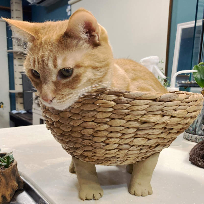 《竹籃裝上貓腳的結果》貓趁沒人偷跑進去,意外成就貓四肢突破籃子的構圖ww 《竹籃裝上貓腳的結果》貓趁沒人偷跑進去,意外成就貓四肢突破籃子的構圖ww