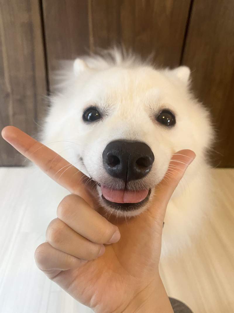 《會跟著照片擺POSE的狗狗》破300萬次觀看POPO神犬超受網友喜愛