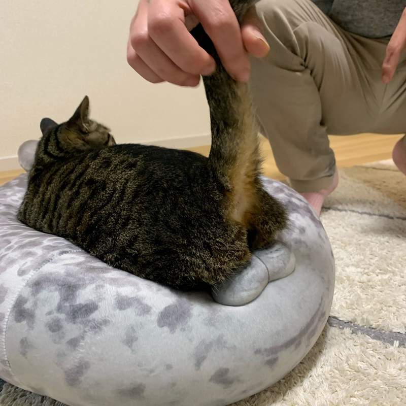 把抱枕當坐墊《趴在海豹身上的貓》怎麼那個位置這麼像蛋蛋OMG 把抱枕當坐墊《趴在海豹身上的貓》怎麼那個位置這麼像蛋蛋OMG