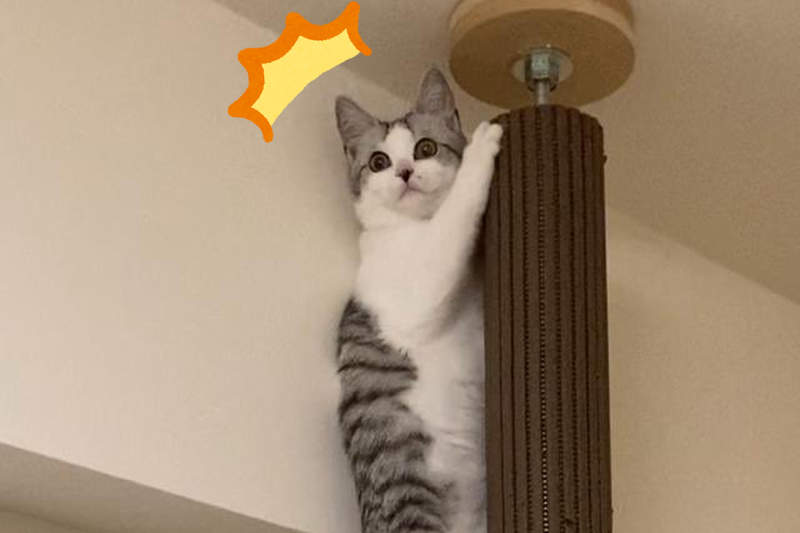 《貓咪遇到地震的反應》情人節前夕突來的強震,各家貓咪的震後反應撫慰了大家受驚的心情... 《貓咪遇到地震的反應》情人節前夕突來的強震,各家貓咪的震後反應撫慰了大家受驚的心情...