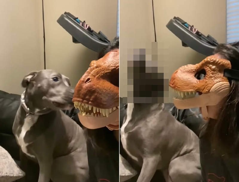 《戴上恐龍面具逗毛孩》是主人還是恐龍？狗狗的反應太逗了XD