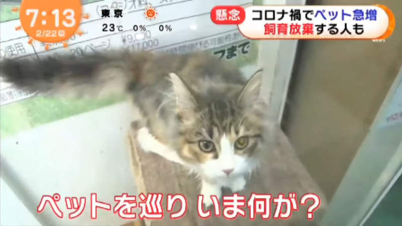 《疫情下的養寵物熱潮》飼主爆增棄養也爆增 疫情過後取消在家上班又有一波棄養潮？