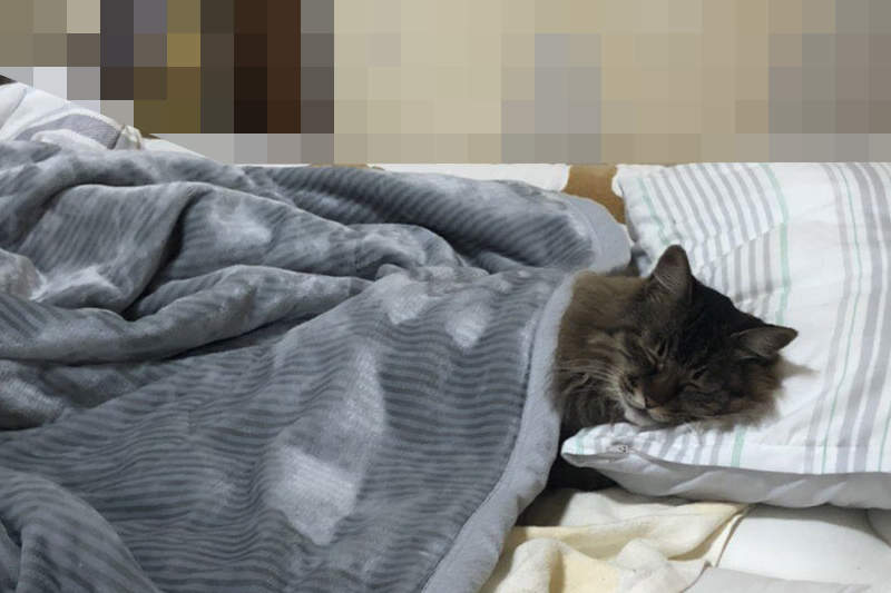 《關心老家貓咪近況的結果》原本掛心老家貓的狀況,一張照片秒懂這貓多有元氣ww 《關心老家貓咪近況的結果》原本掛心老家貓的狀況,一張照片秒懂這貓多有元氣ww