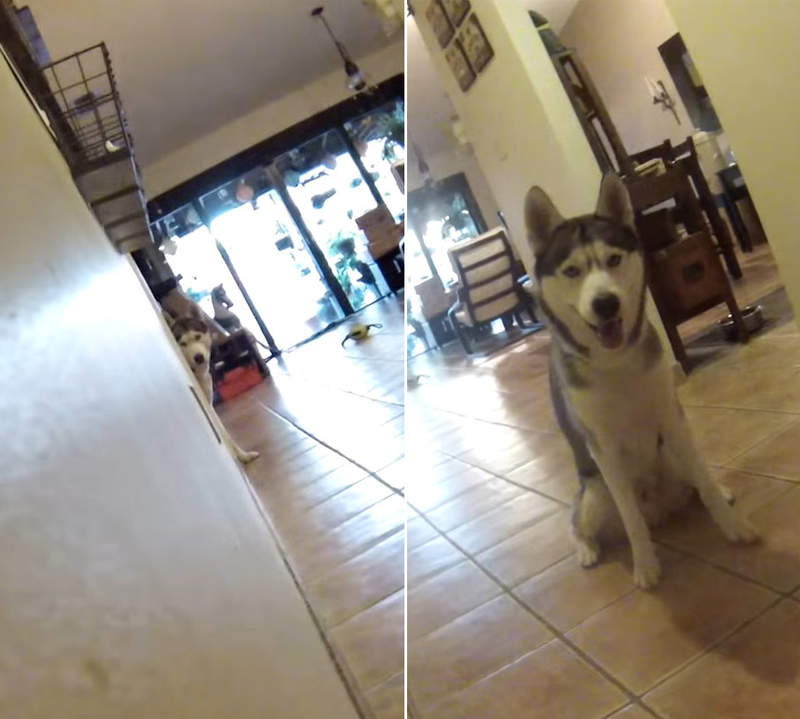 《躲貓貓哈士奇》網友拍下狗狗也會做出跟貓貓一模一樣的反應XD