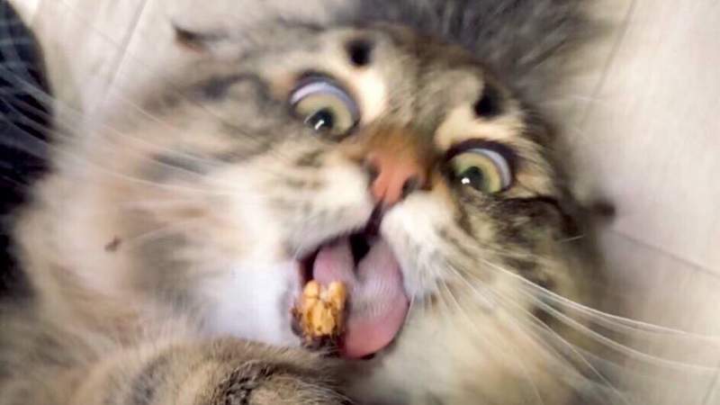 《你竟然能拍到這種貓大賽》日常捕捉到喵的奇蹟瞬間,貓之日這天全部曬出來分享❤ 《你竟然能拍到這種貓大賽》日常捕捉到喵的奇蹟瞬間,貓之日這天全部曬出來分享❤