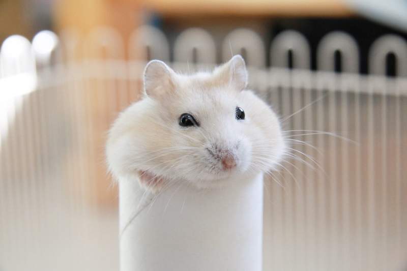 《內心髒髒才看錯的畫面》眼前不是倉鼠嗎?我還以為是... 《內心髒髒才看錯的畫面》眼前不是倉鼠嗎?我還以為是...