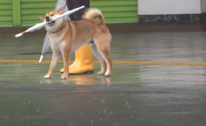 下雨天出門散步《一定要帶傘的狗》什麼情況才會把傘放下？