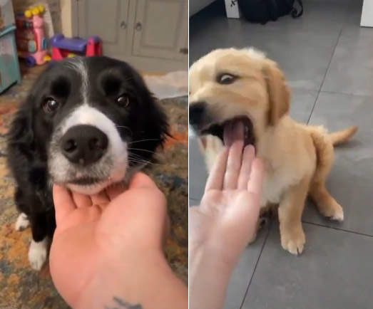 各種日常的《理想與現實》沒比較沒傷害人家的狗比較乖，我家的狗...(咬)