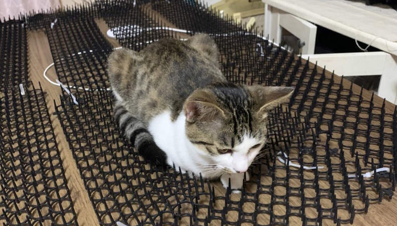 《防貓刺墊真的有用嗎》日本飼主直擊愛貓趴上去 是在刻意找碴還是因為很舒服？