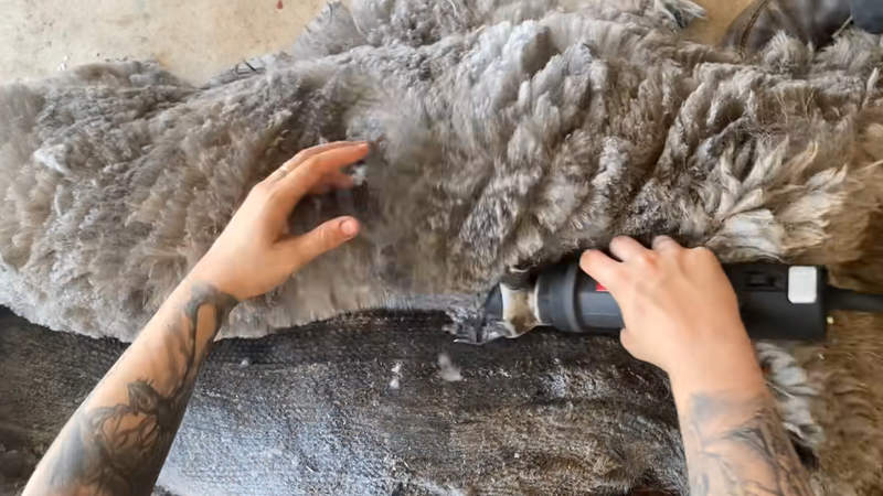 另類的ASMR《剪羊毛影片》看著聽著覺得怎麼有種特別療癒的感覺 另類的ASMR《剪羊毛影片》看著聽著覺得怎麼有種特別療癒的感覺