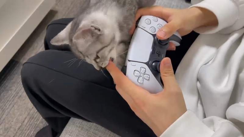 殘酷二選一《被貓貓吸還是玩PS5》你是主人你會選擇繼續玩還是放下手把呢？
