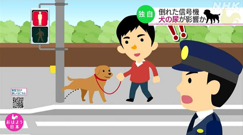 《狗狗尿尿腐蝕紅綠燈》日本警察研究震驚各界 獸醫呼籲在家排泄有助於掌握寵物健康