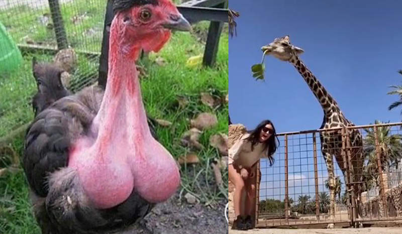 隱藏版《動物星球》對不起我也不是很懂,但太認真你就輸了ww 隱藏版《動物星球》對不起我也不是很懂,但太認真你就輸了ww