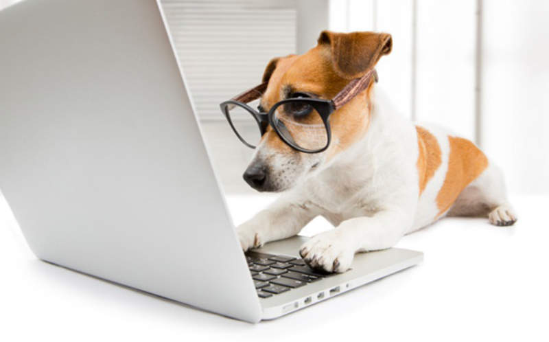 有了它、寵物會自己打電話給你！《PetChatz HDX》讓汪喵星人們可以隨時跟主人通話！